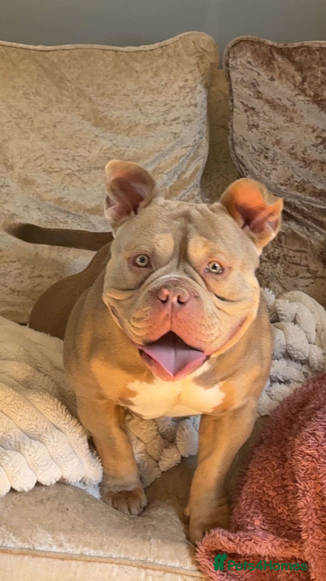 Mixed Breed dogs for sale: Male American bulldog pocket  - Advert 5