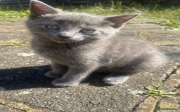 Mixed Breed cats for sale: 3 2 month old TORTIE x BRITISH SHORTHAIR KITTENS - Image 20