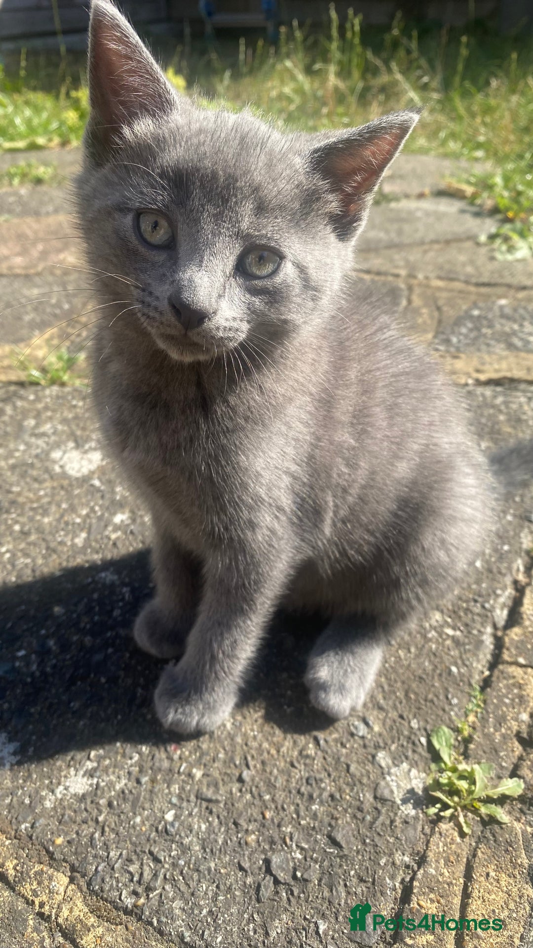 Mixed Breed cats for sale: 3 2 month old TORTIE x BRITISH SHORTHAIR KITTENS - Image 20