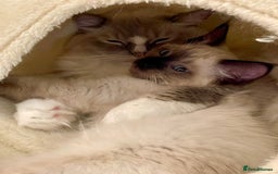 Ragdoll cats for sale: GCCF Champion Line Pedigree Ragdoll Kittens - Image 8