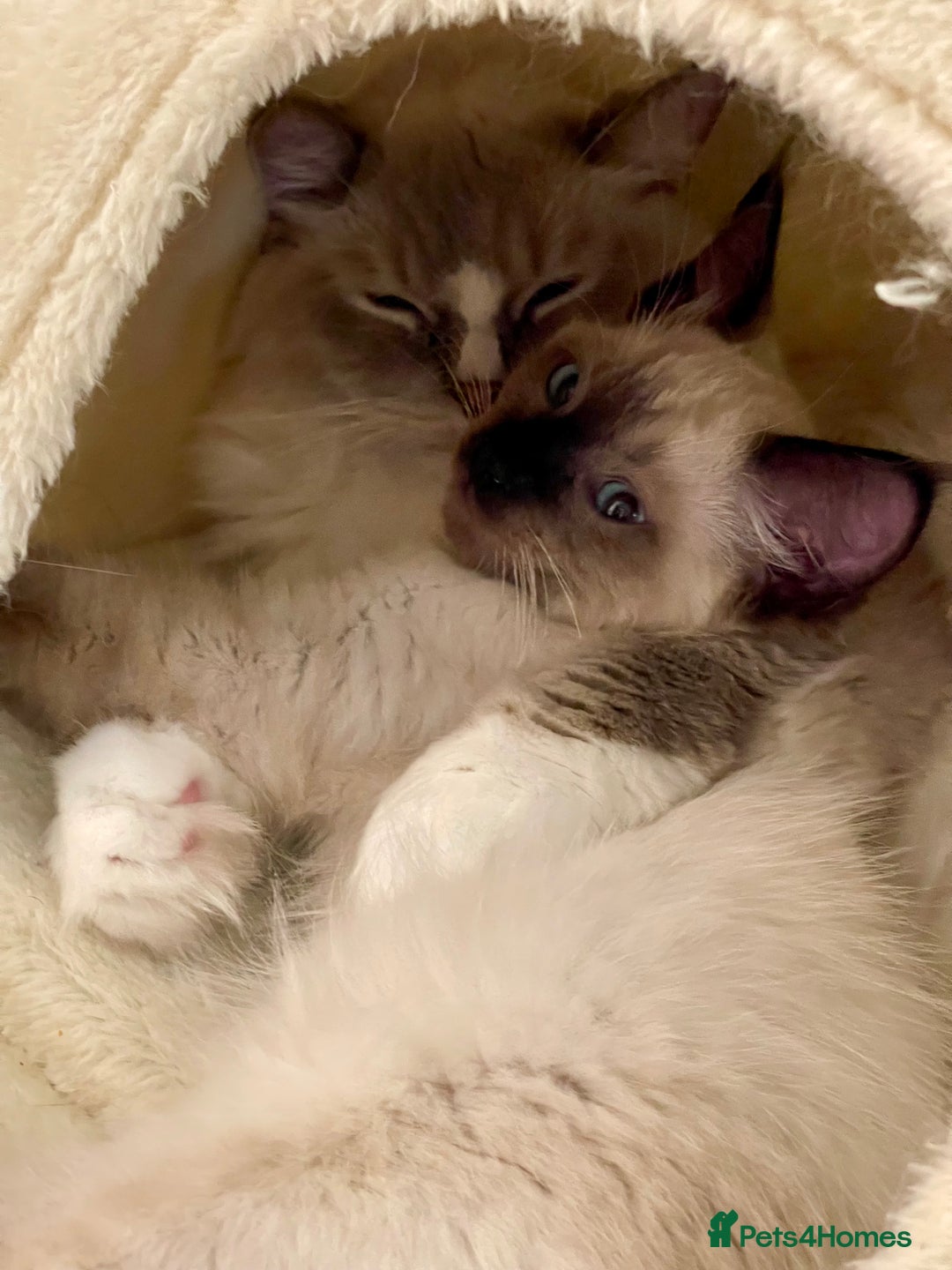 Ragdoll cats for sale: GCCF Champion Line Pedigree Ragdoll Kittens - Image 8