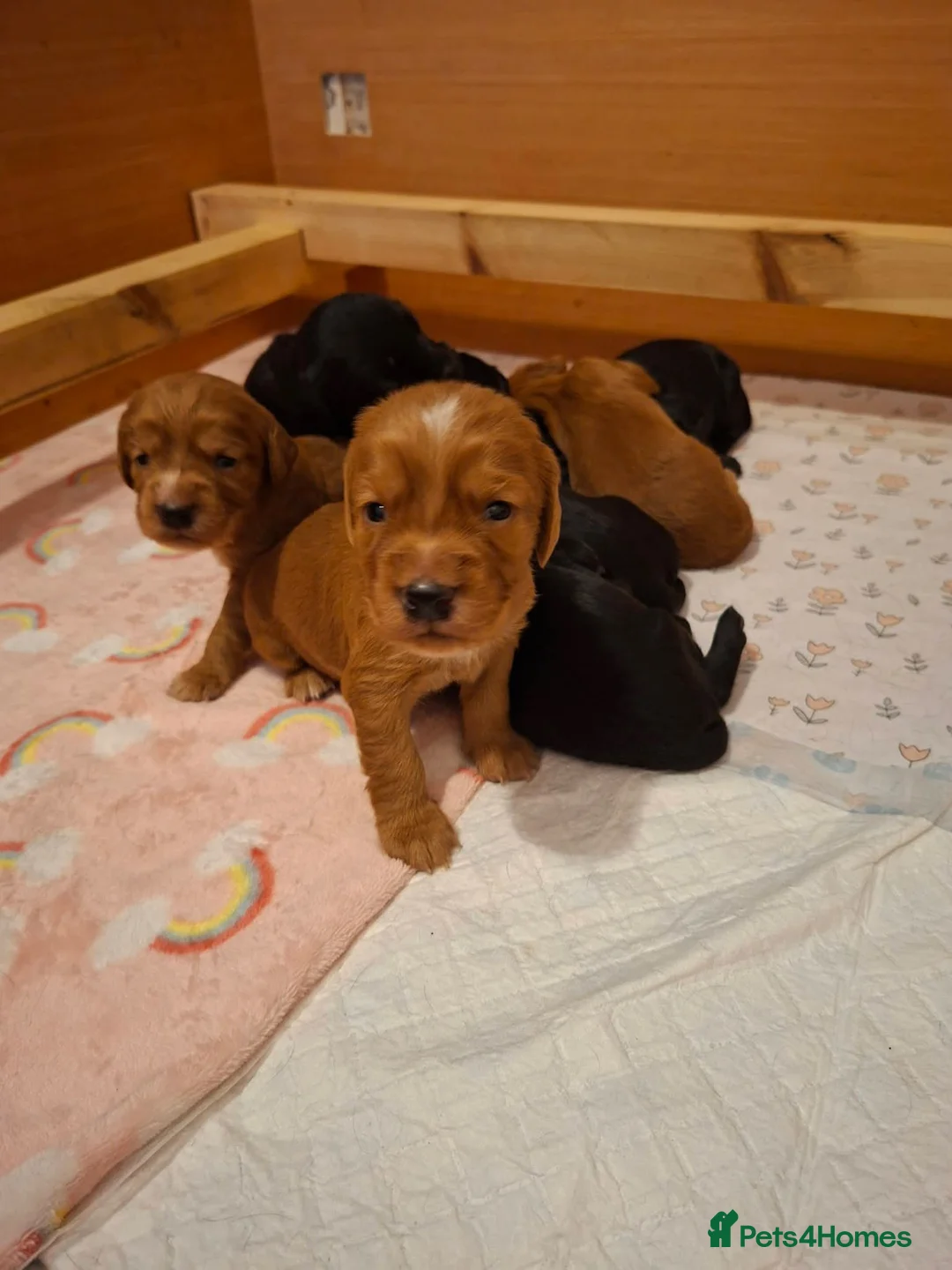 Cocker Spaniel dogs for sale: Working cocker spaniel puppies  - Advert 2