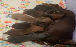 Miniature Dachshund dogs for sale: Miniature dachshunds  - Image 8