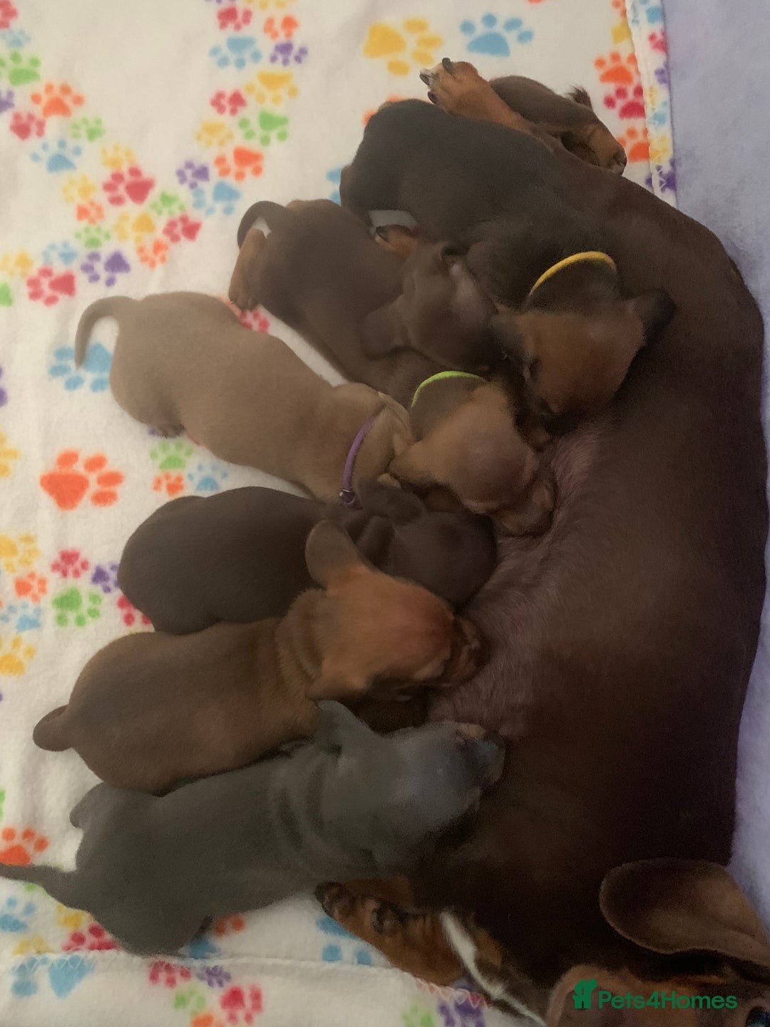 Miniature Dachshund dogs for sale: Miniature dachshunds  - Image 8