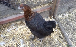 Chickens poultry for sale: Black copper marans hybrid pullets  - Image 4