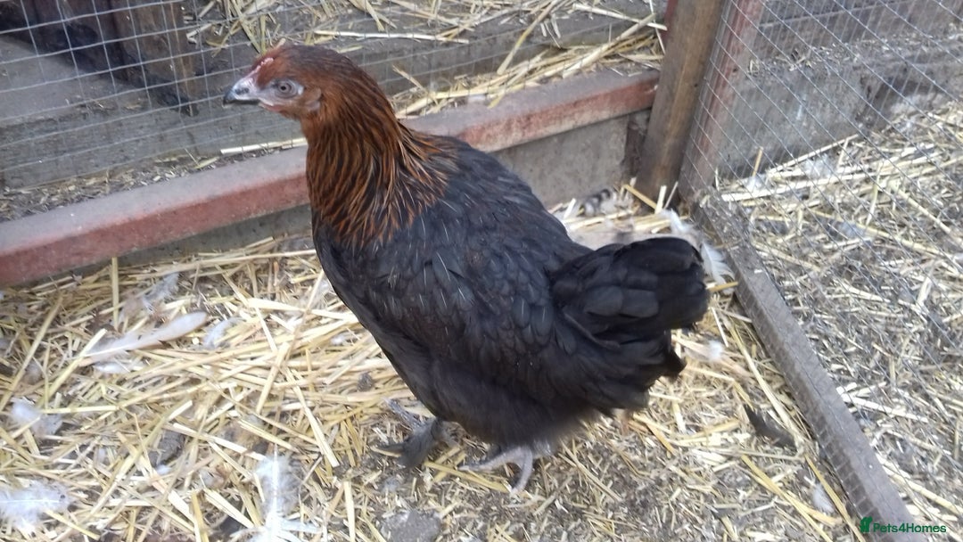 Chickens poultry for sale: Black copper marans hybrid pullets  - Image 4