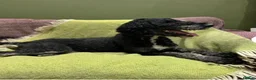 Bernedoodle dogs for sale: Outstanding Bernedoodle F1bs - Advert 23