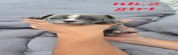 French Bulldog dogs for sale: 💙🐶French Bulldog Puppies💙🐶 - Advert 33