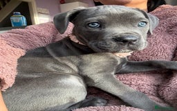 Cane Corso dogs for sale: 1 full blue female cane corso 9wks ready now - Image 6