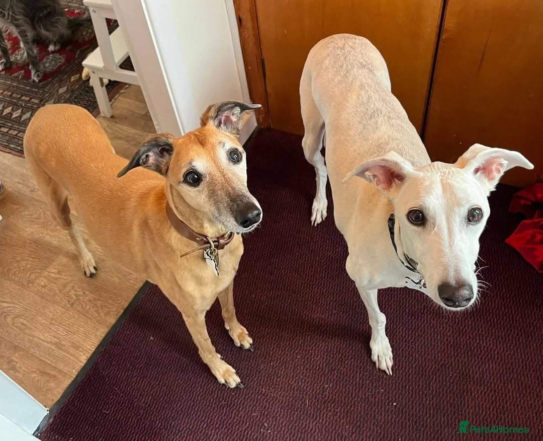 Lurcher dogs MISTY AND ELSA, OLDER GIRLS IN RESCUE - Advert 1