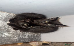 Norwegian Forest Cat cats for sale: Kittens - Advert 1