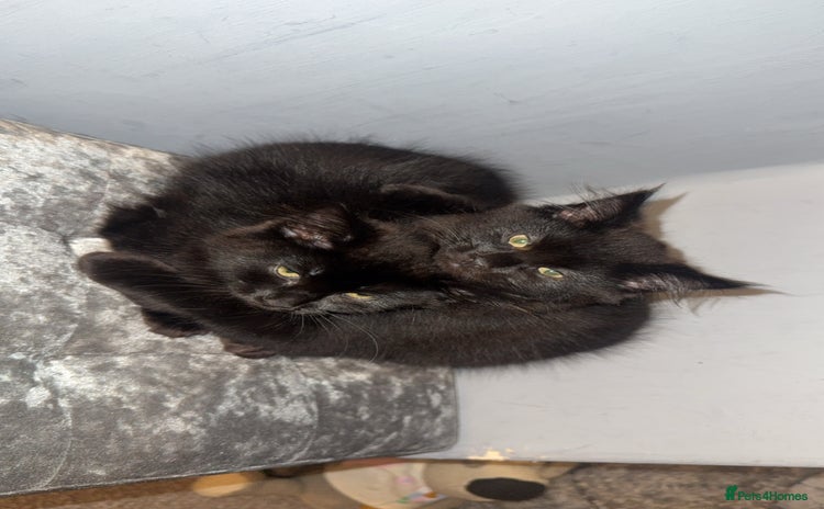 Norwegian Forest Cat cats Kittens - Advert 2