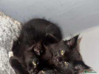 Norwegian Forest Cat cats Kittens - Advert 2