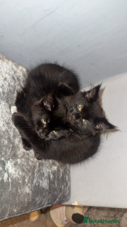 Norwegian Forest Cat cats Kittens - Advert 1