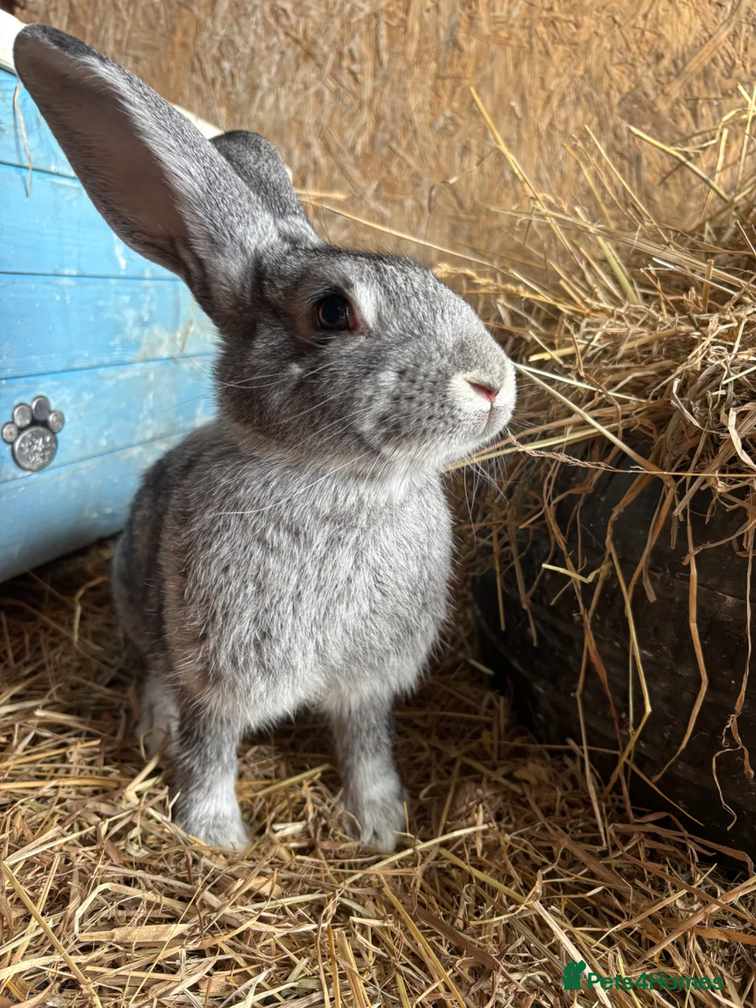 Continental Giant rabbits for sale: Female grey giant continentals  - Advert 1