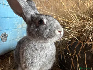 Continental Giant rabbits Female grey giant continentals - Advert 7