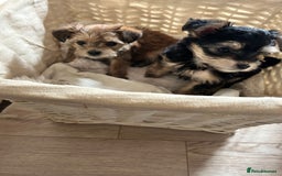 Morkie dogs for sale: Morkie teeny tiny mini pups  - Image 2
