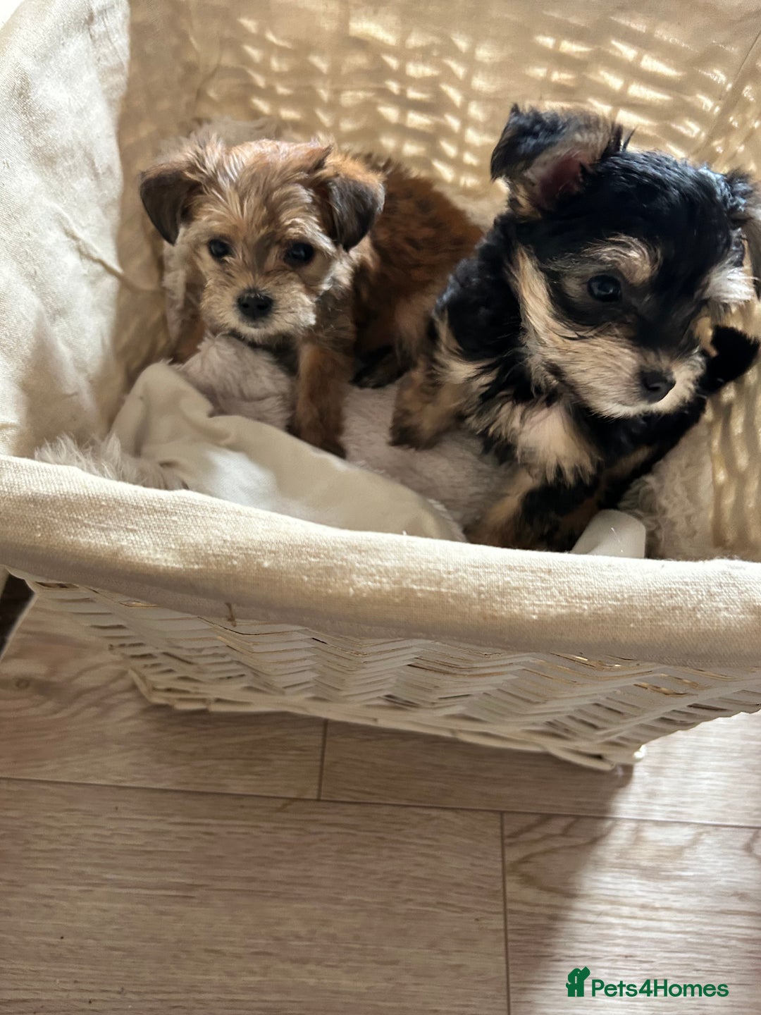 Morkie dogs for sale: Morkie teeny tiny mini pups  - Image 2