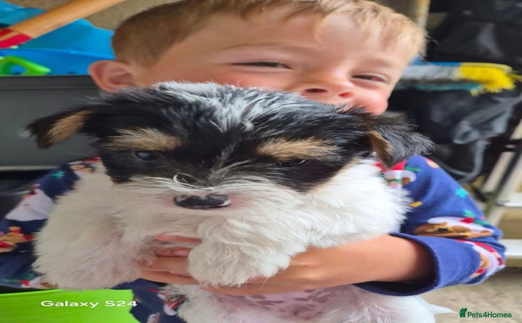 Mixed Breed dogs - Advert 15