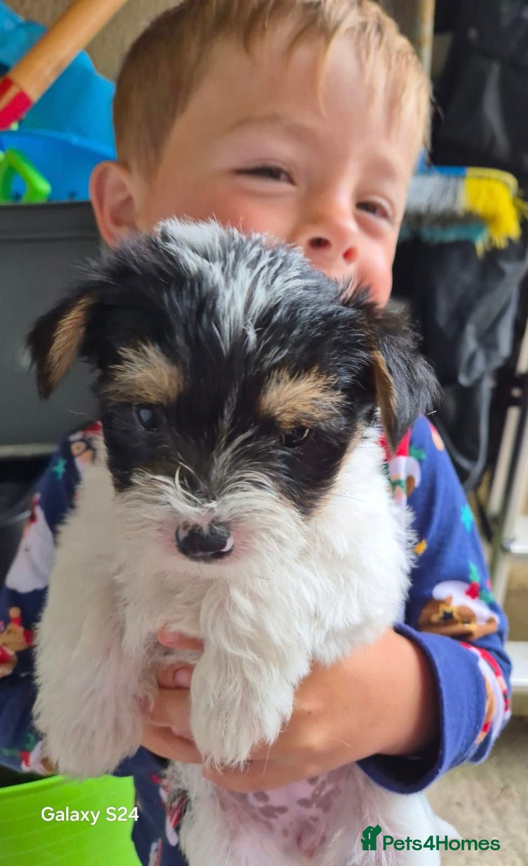 Mixed Breed dogs for sale: Jackawawa pups - Image 1
