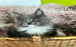 Maine Coon cats for sale: 5 Generation pedigree BLACK SMOKE kittens  - Image 22
