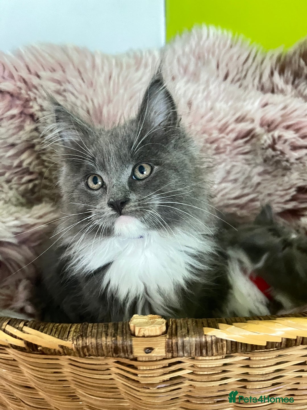 Maine Coon cats for sale: 5 Generation pedigree BLACK SMOKE kittens  - Image 22