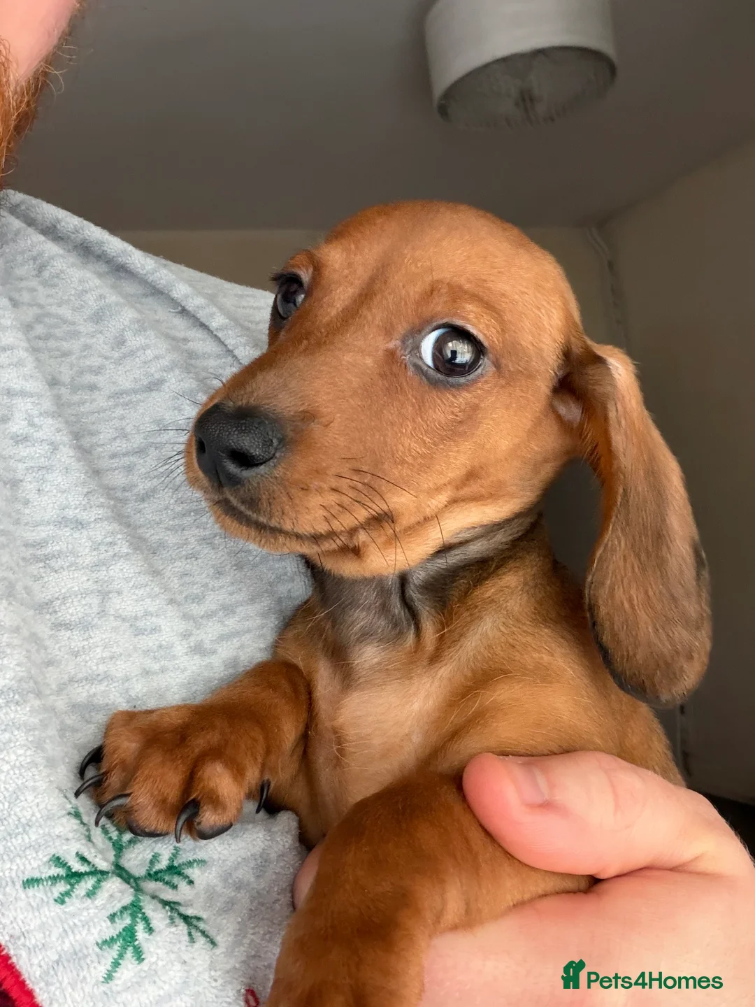 Dachshund dogs for sale: Miniature Dachshund Puppies Available 🐾 - Advert 37