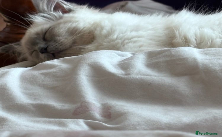 Ragdoll cats - Advert 3