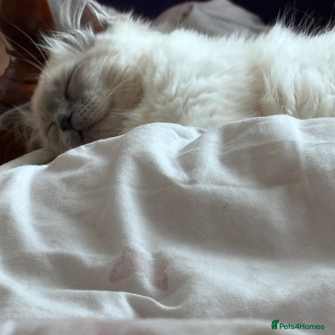 Ragdoll cats for sale: Ragdoll ready to leave now with items -400 - Advert 1