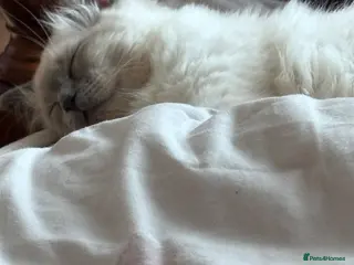 Ragdoll cats Urgently Male ragdoll kitten for sale-450 - Advert 1