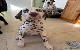 Dalmatian dogs for sale: Gorgeous Liver spot Dalmatian puppy  - Image 1