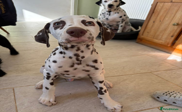 Dalmatian dogs - Advert 1