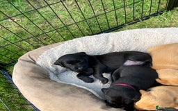 Labrador Retriever dogs for sale: Fab Black Male and Female Fox Red Labrador Puppy - Image 4