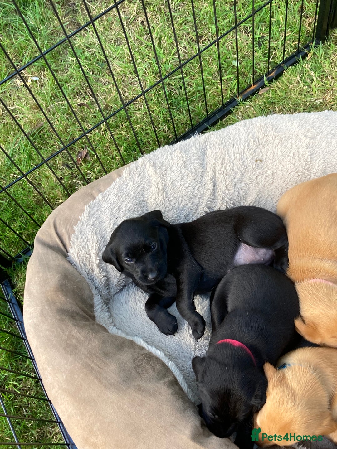 Labrador Retriever dogs for sale: Fab Black Male and Female Fox Red Labrador Puppy - Image 4
