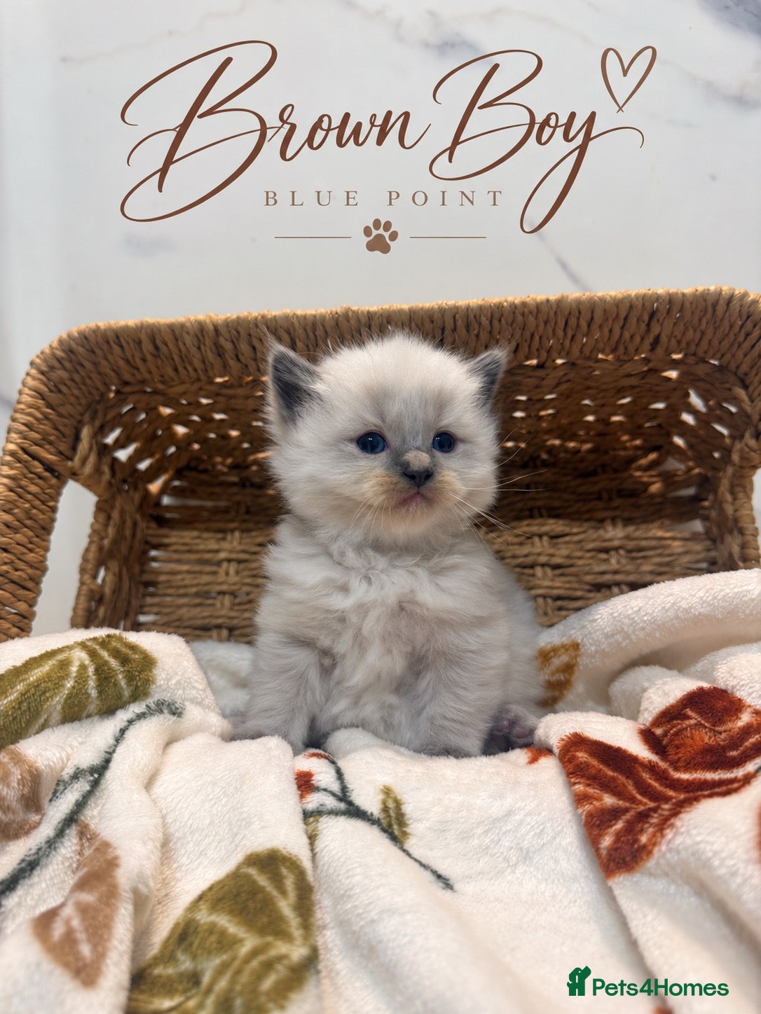 Ragdoll cats for sale: ✨ STUNNING GCCF RAGDOLL BABIES ✨ - Advert 2