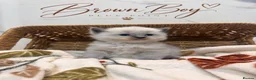Ragdoll cats for sale: ✨ STUNNING GCCF RAGDOLL BABIES ✨ - Advert 2