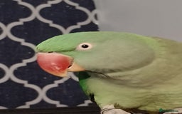Parakeets birds for sale: Female alexanderine parakeet  - Image 3