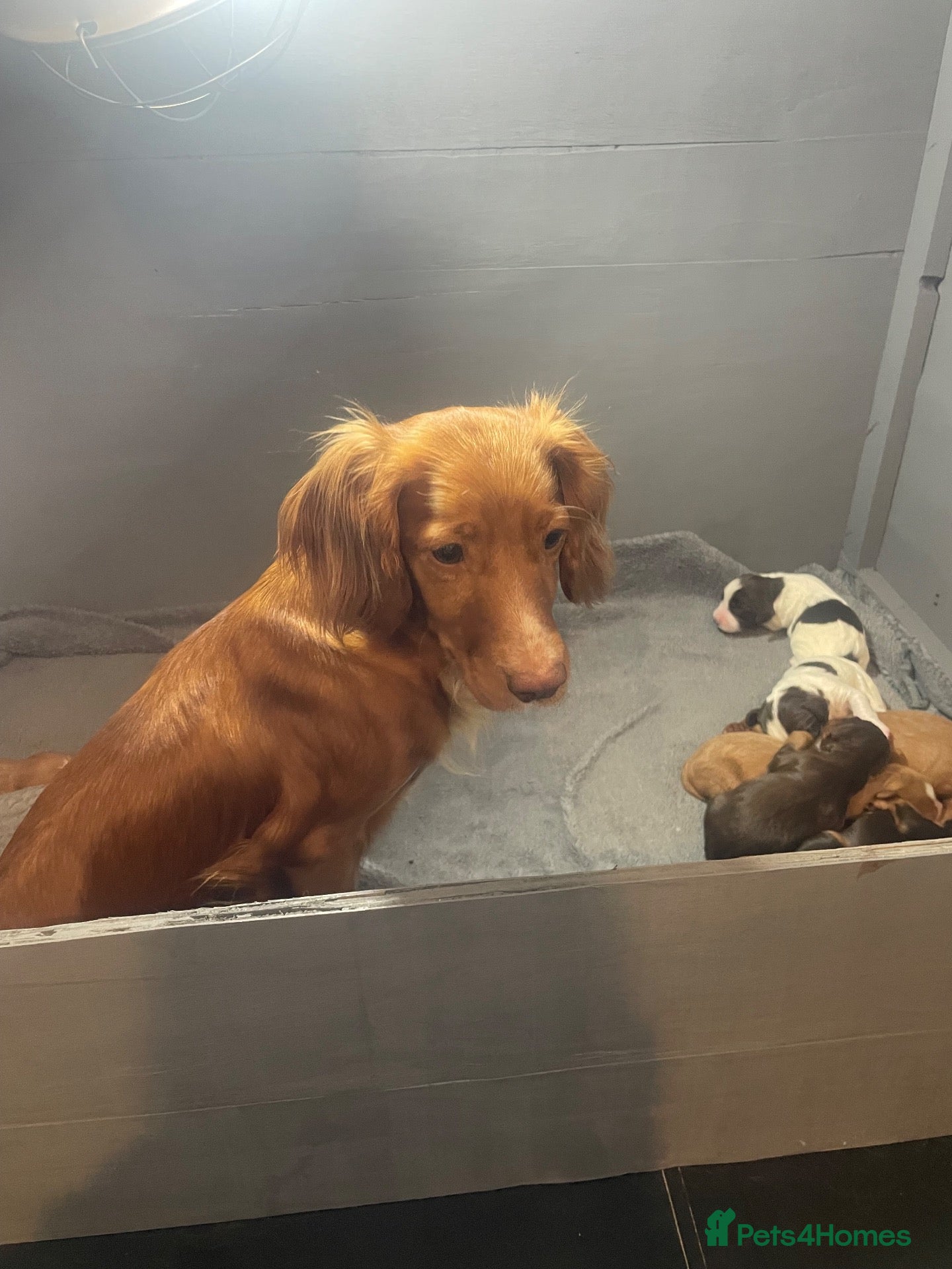 Cocker Spaniel dogs Stunning cocker spaniel pups  - Advert 4