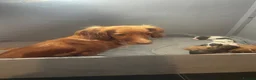 Cocker Spaniel dogs for sale: Stunning cocker spaniel pups  - Advert 1