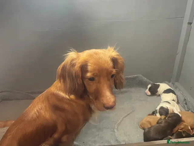 Cocker Spaniel dogs for sale: Stunning cocker spaniel pups - Advert 23