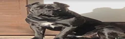 Cane Corso dogs for sale: Beautiful male 12 week old Cane Corso - Advert 4