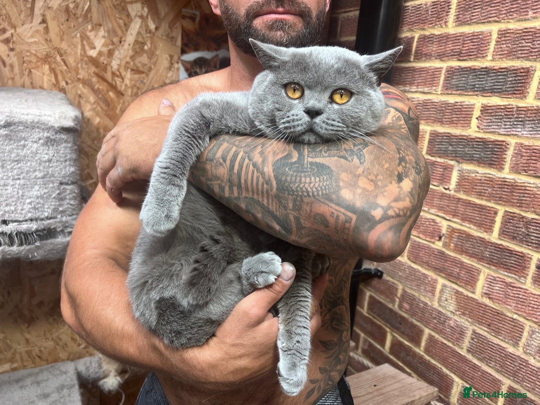 British Shorthair cats for sale: British Shorthair Boy  - Image 4