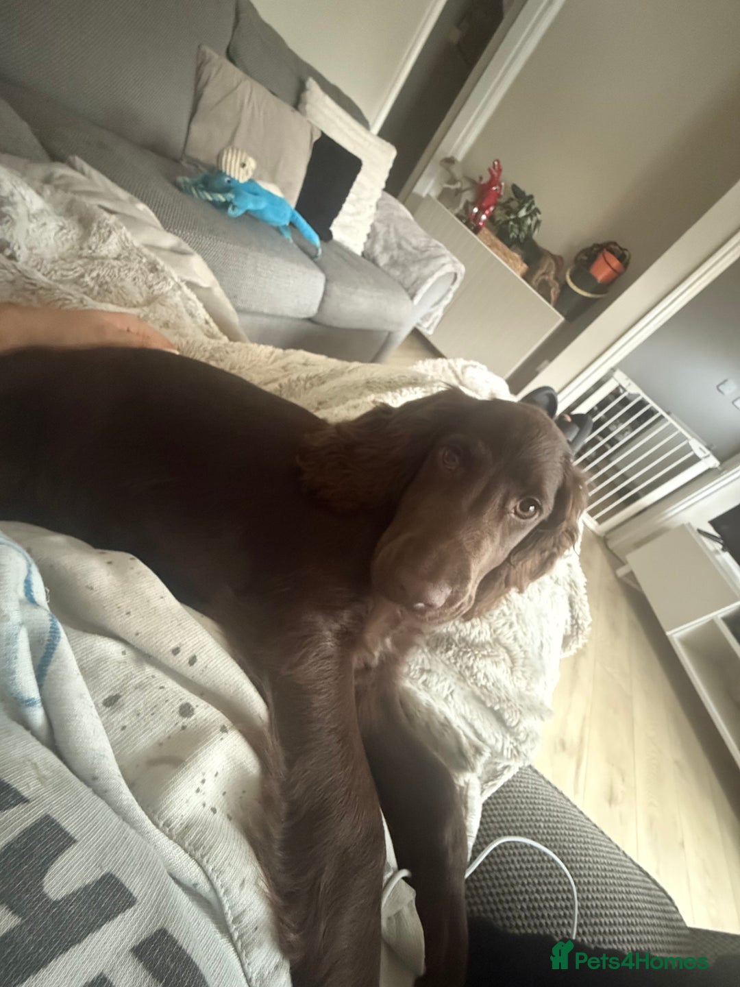 Cocker Spaniel dogs for sale: Cocker Spaniel  - Image 2