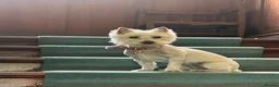 West Highland Terrier dogs for sale: Gorgeous KC Reg West Highland Terrier in Biggar - Advert 4