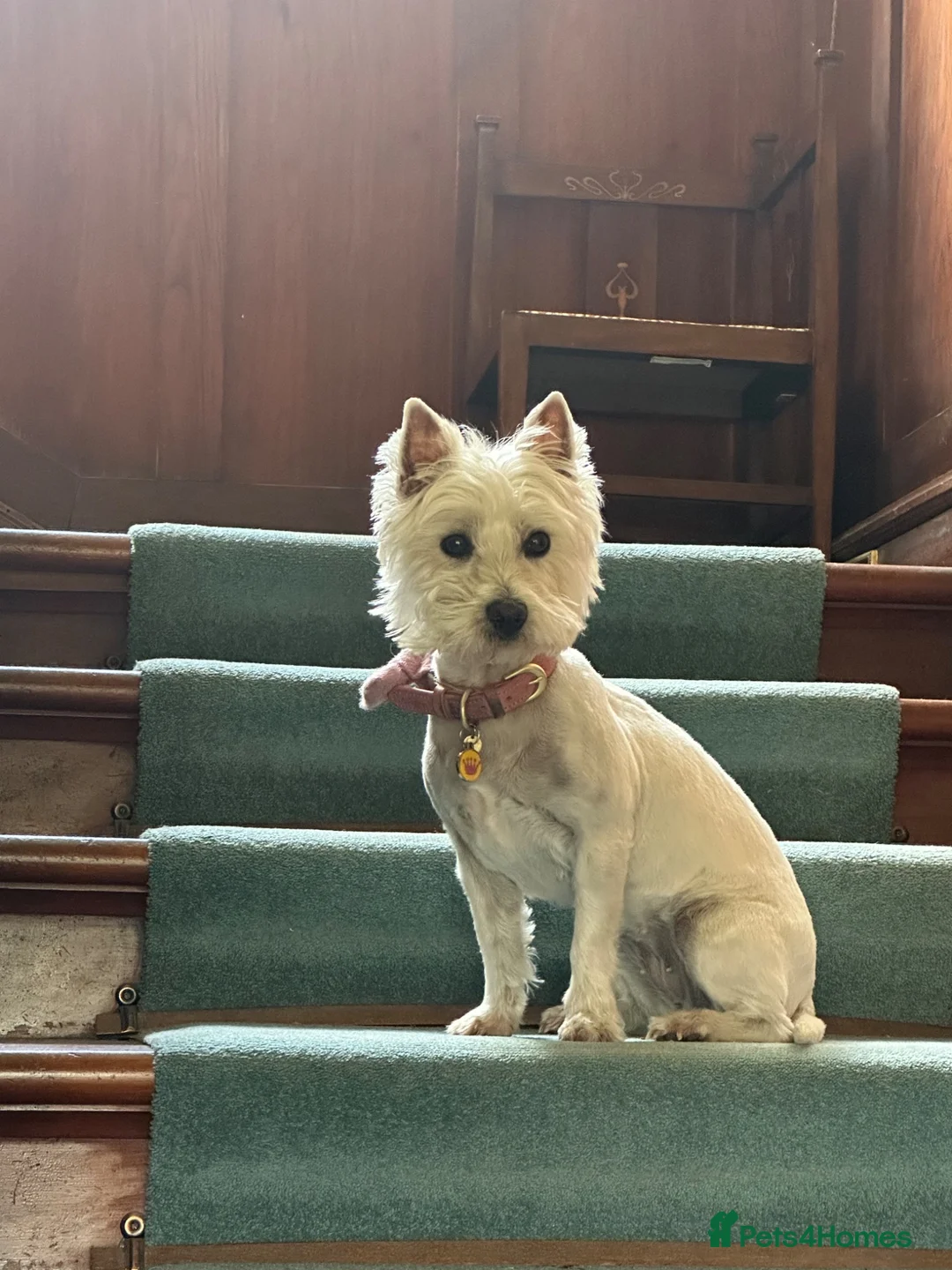 West Highland Terrier dogs for sale: Gorgeous KC Reg West Highland Terrier in Biggar - Advert 4