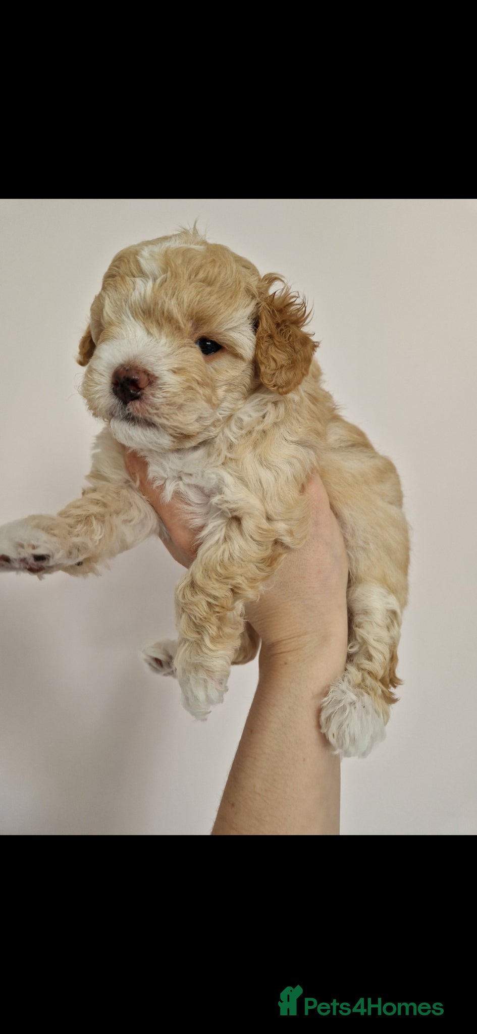 Maltipoo dogs Adorable Maltipoo Boys – Apricot & Silver 💙 - Advert 1