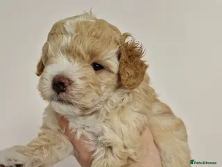 Maltipoo dogs Adorable Maltipoo Boys – Apricot & Silver 💙 - Advert 8