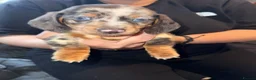 Miniature Dachshund dogs for sale: 2 little boys left - Advert 4