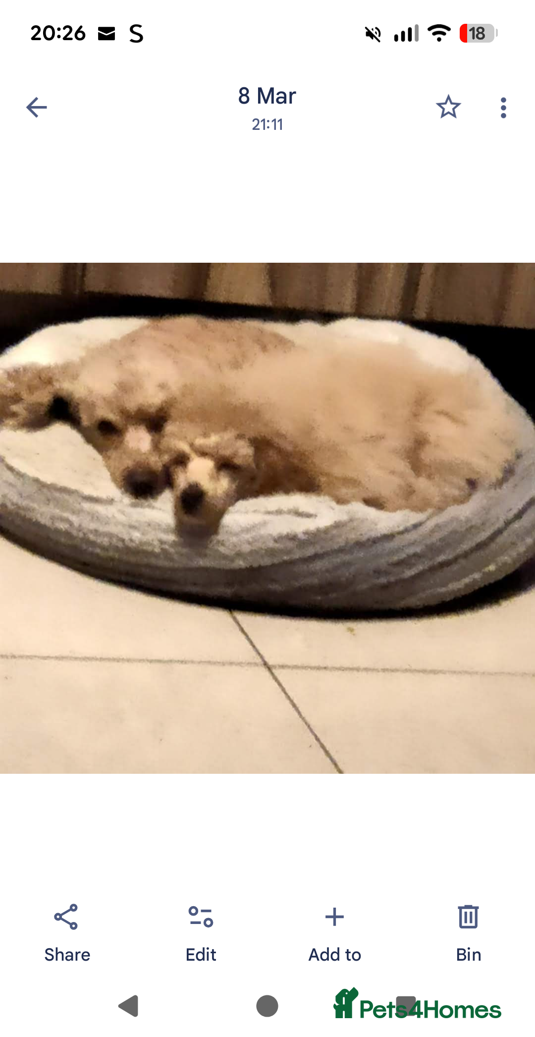 Toy Poodle dogs for sale: Toy poodle  - Advert 1