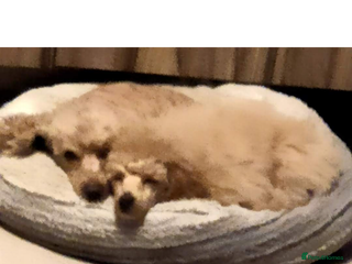 Toy Poodle dogs Toy poodle - Advert 3